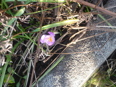 Crocus