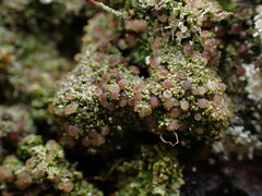 Bacidia subcerina