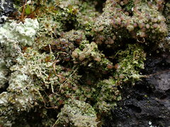 Bacidia subcerina