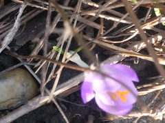 Crocus
