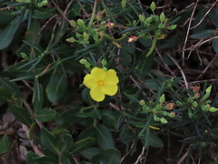 Cistus calycinus