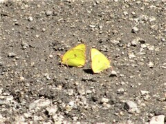 Colias occidentalis