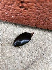 Megadytes