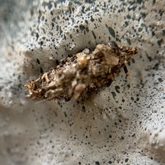 Dahlica triquetrella