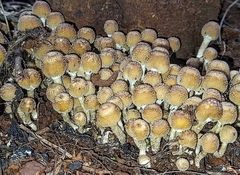 Fungi