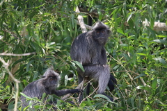 Trachypithecus selangorensis