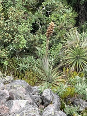 Puya glomerifera