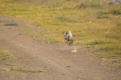 Lepus granatensis