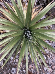 Puya aequatorialis