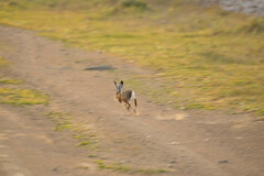Lepus granatensis