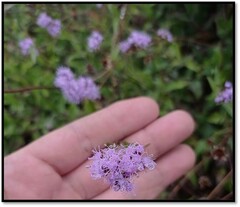 Ageratum corymbosum