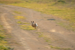 Lepus granatensis