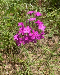 Phlox carolina