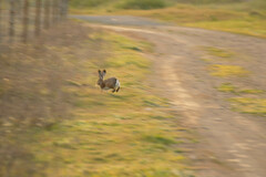 Lepus granatensis
