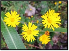 Heterotheca inuloides