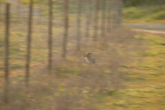 Lepus granatensis