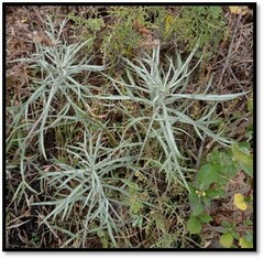 Ambrosia confertiflora