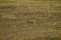 Lepus granatensis