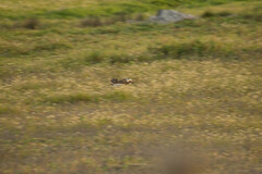 Lepus granatensis