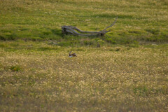 Lepus granatensis