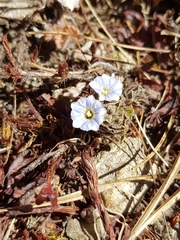 Chondrophylla
