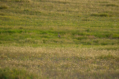Lepus granatensis