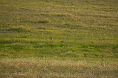 Lepus granatensis