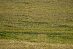 Lepus granatensis