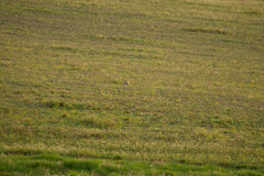 Lepus granatensis