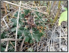 Coryphantha georgii