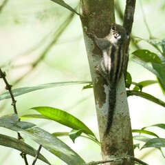 Tamiops mcclellandii