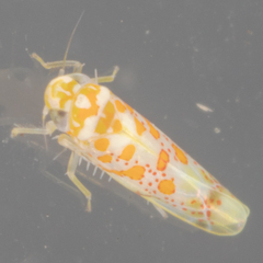 Dikrella maculata