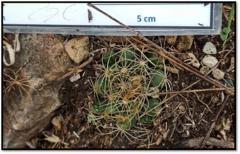 Mammillaria paulii