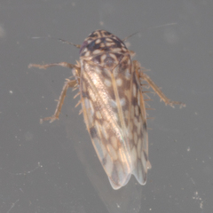 Xestocephalus