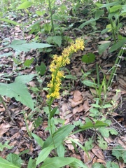 Solidago virgata