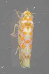 Dikrella maculata