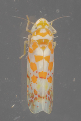 Dikrella maculata
