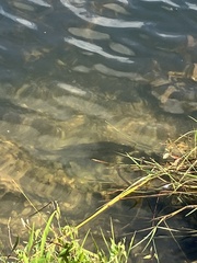 Centropomus undecimalis