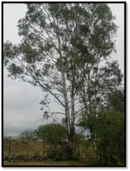 Eucalyptus camaldulensis