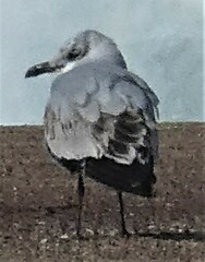 Ichthyaetus melanocephalus