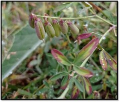 Crotalaria pumila