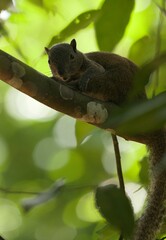 Callosciurus notatus