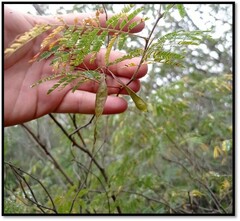 Senegalia bonariensis