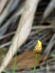 Xyris brevifolia