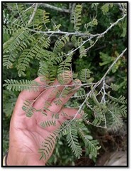 Eysenhardtia polystachya