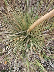 Aciphylla subflabellata