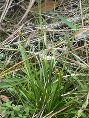 Xyris brevifolia