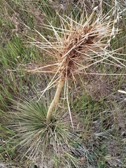 Aciphylla subflabellata