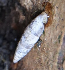 Clausilia