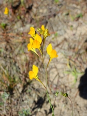 Linaria spartea